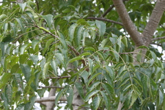 Lannea coromandelica